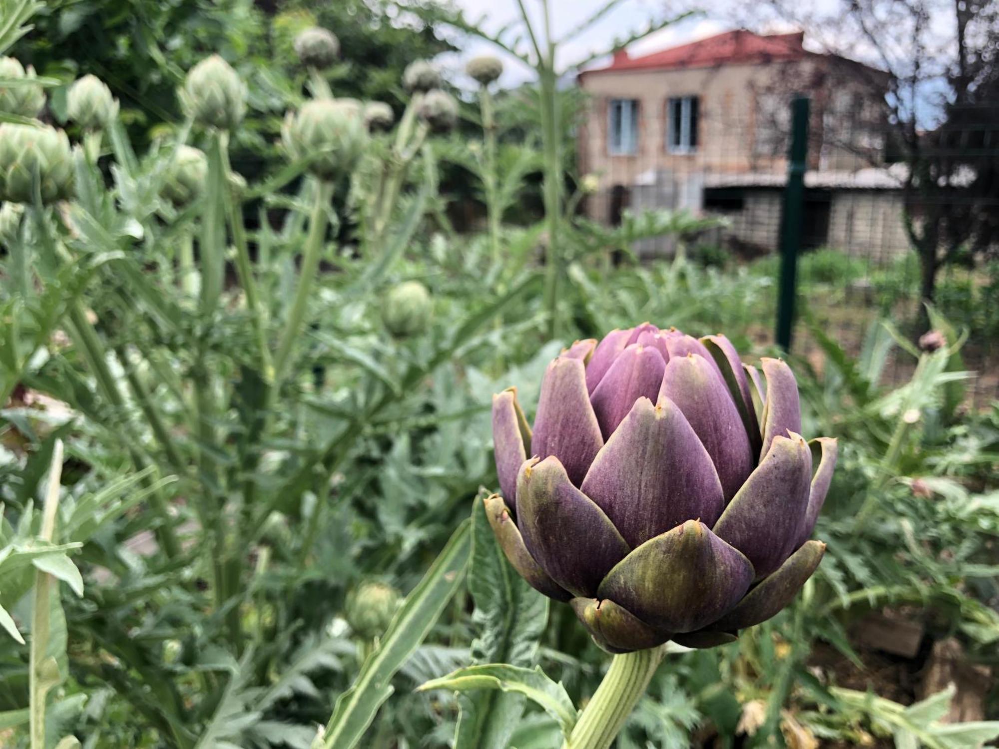 Lokokina Guesthouse Telavi Bagian luar foto